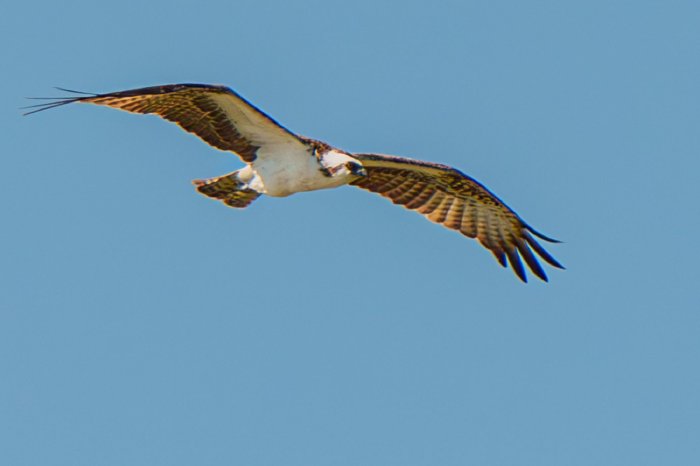 AR502256-.jpg