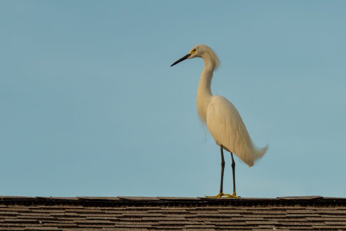 AR502518.jpg