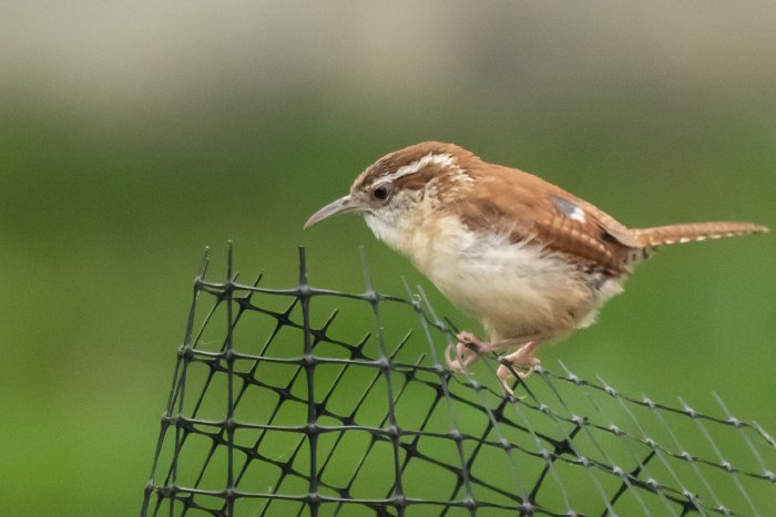 AR507648.jpg