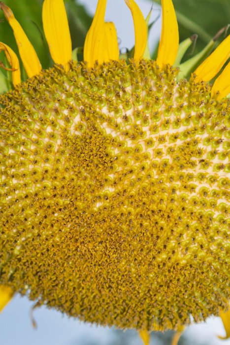AR501419.jpg