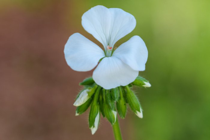 AR502458.jpg