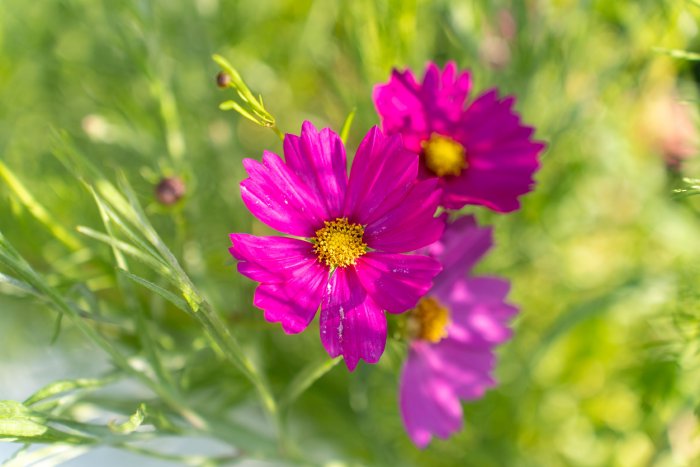 AR504020.jpg