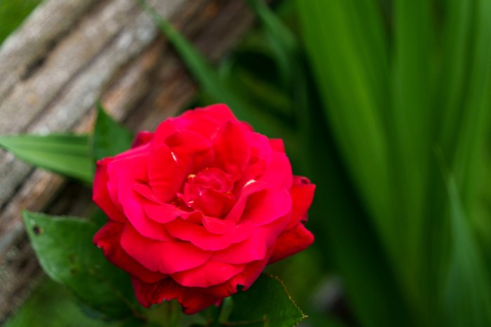 AR506136.jpg
