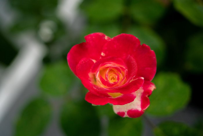 DSC04593.jpg