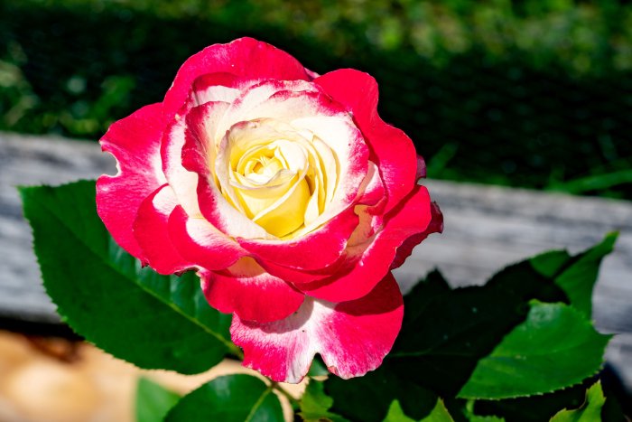 DSC04863.jpg