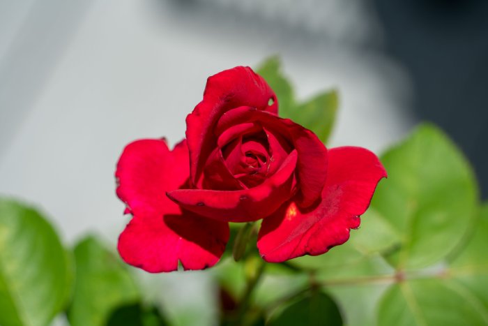 DSC05193.jpg