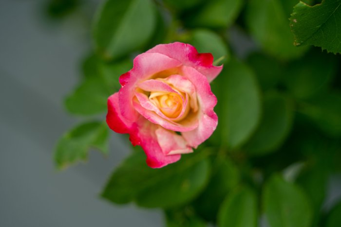 DSC05525.jpg