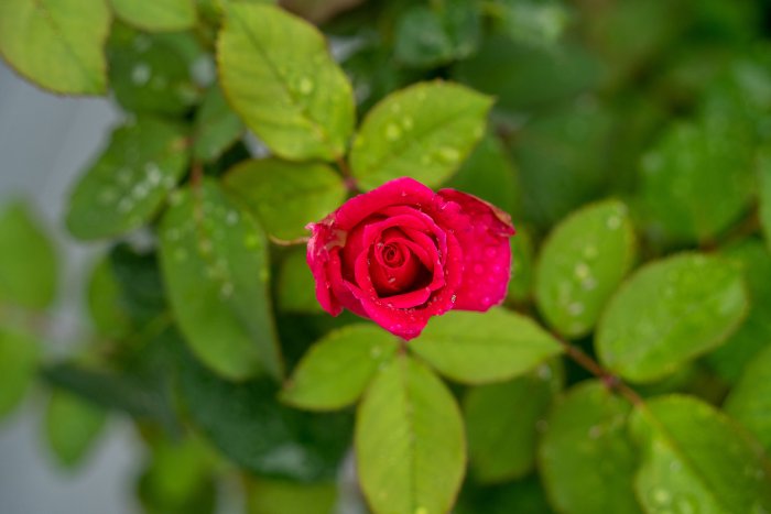 DSC06751.jpg
