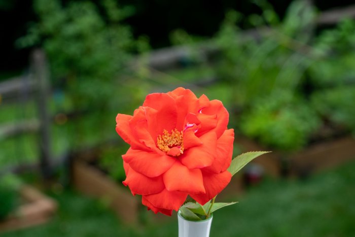 DSC07990.jpg