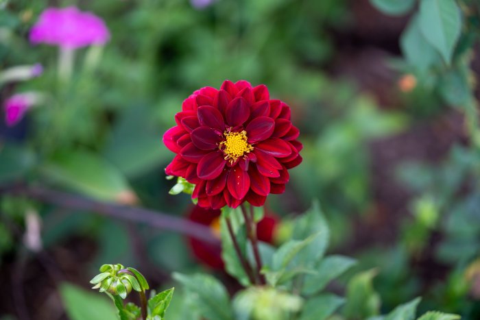 DSC08766.jpg
