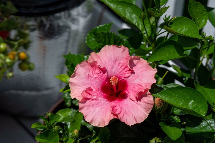 DSC08892.jpg
