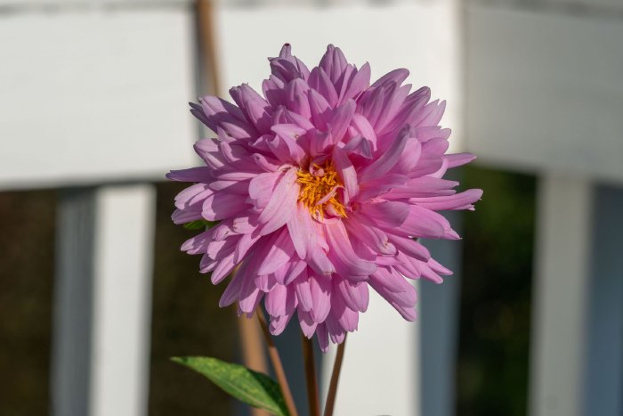 DSC09512.jpg