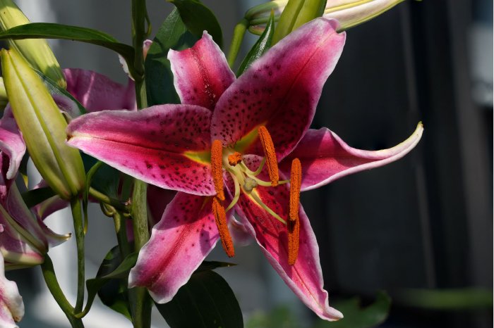 Lilly2.jpg