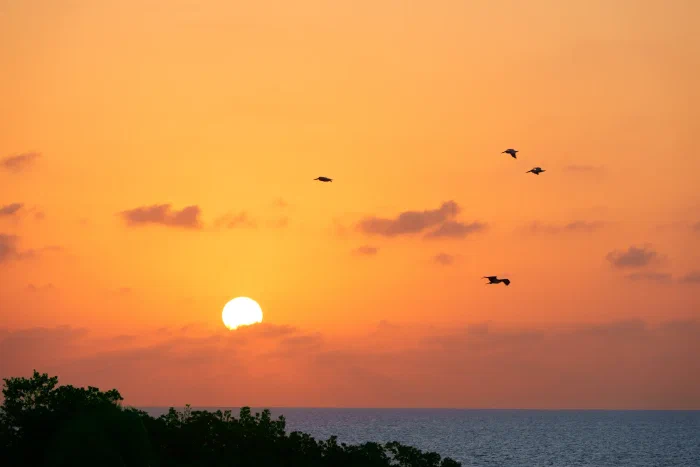 _AR51225.webp