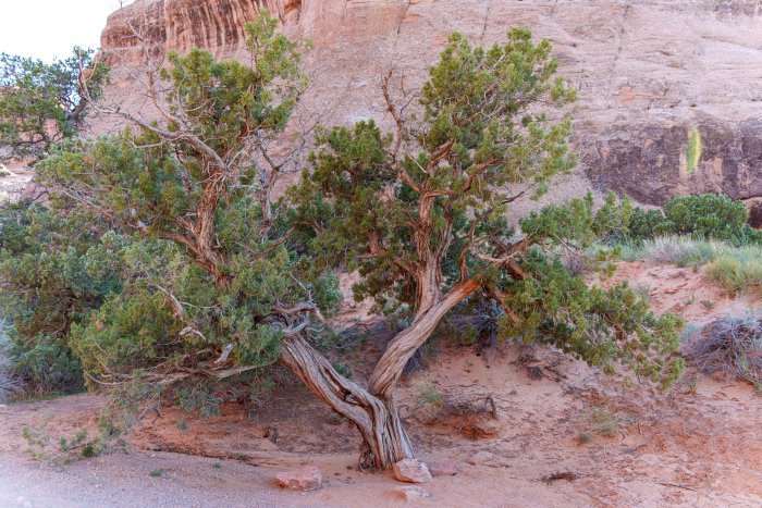 AR504584.jpg