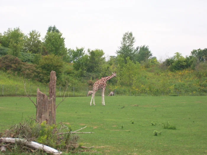 100_0950.webp