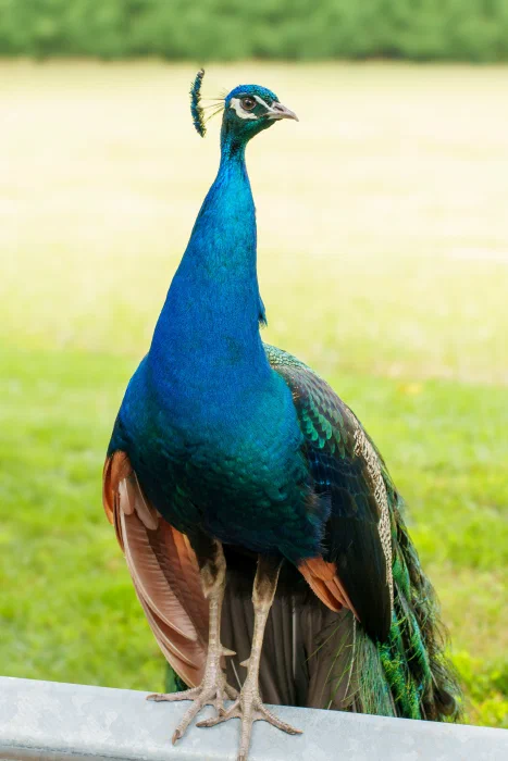 AR501125.webp