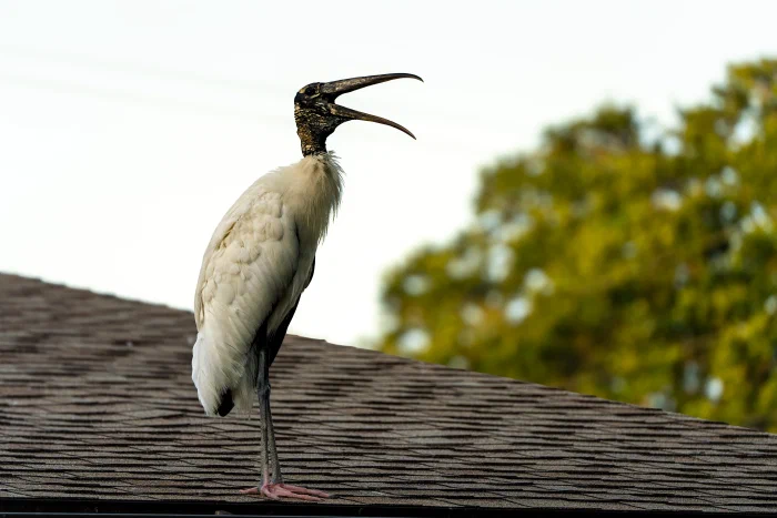 AR502527.webp
