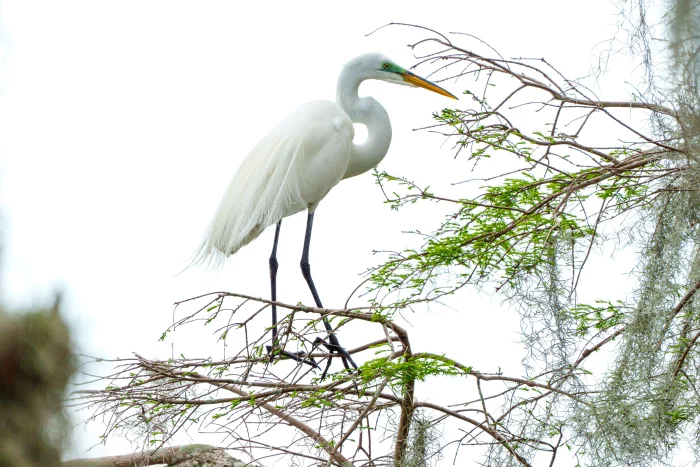 AR503719.webp