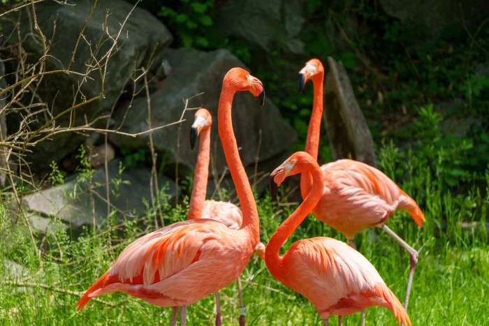 AR504484.webp