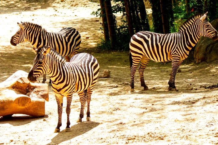 AR504529.webp