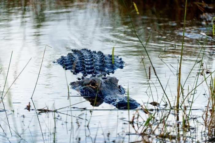 AR504862.webp