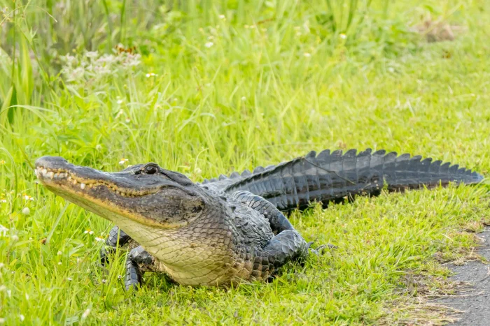 AR505067.webp