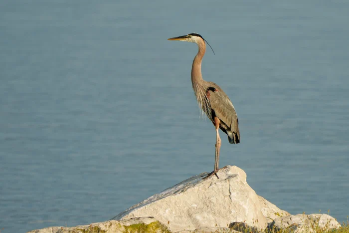 AR505533.webp