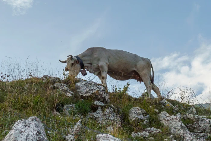 AR505786.webp