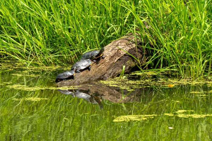 AR506956.webp