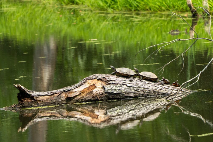 AR506983.webp