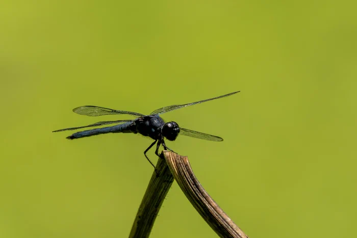 AR507093.webp
