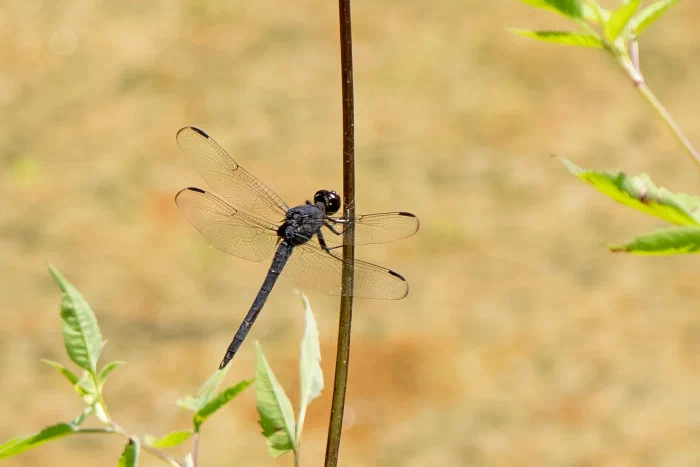AR507338.webp