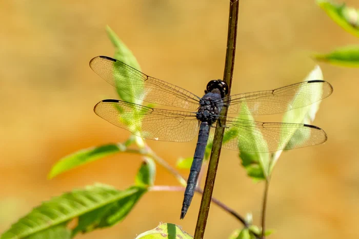 AR507344.webp