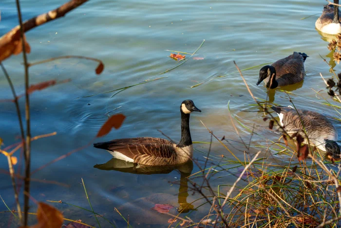 AR507889.webp