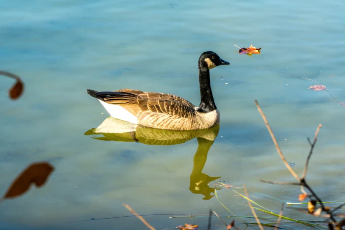 AR507953.webp