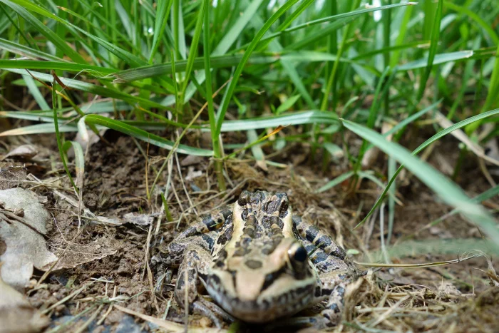 DSC04214.webp