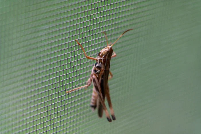 DSC06320.webp