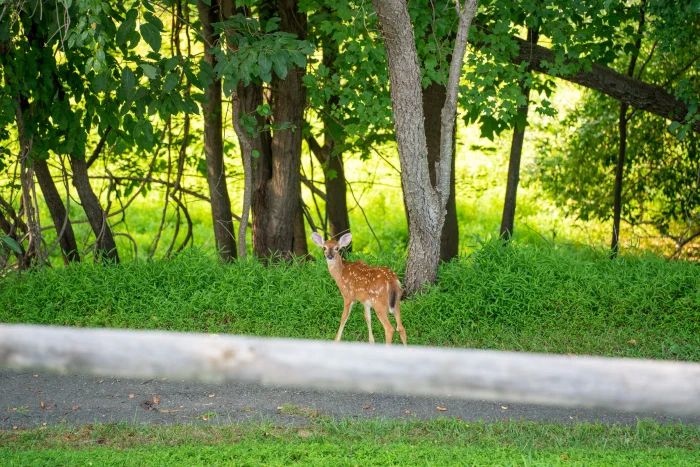 DSC06371.webp