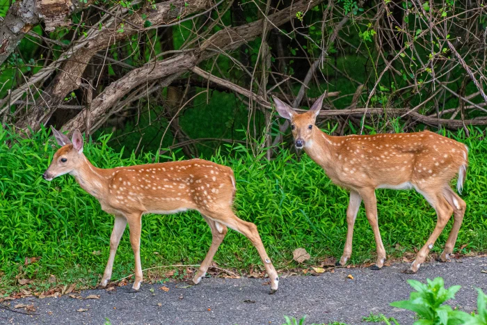 DSC06720.webp
