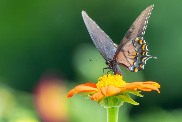 Eastern Tiger Swallowtail .webp