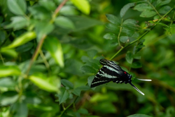 AR507051.jpg