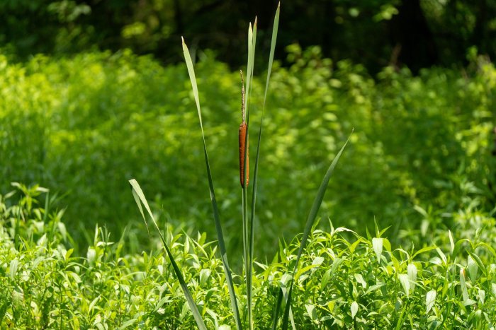 AR507101.jpg
