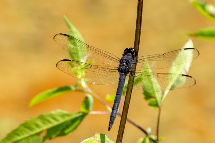 AR507344.jpg